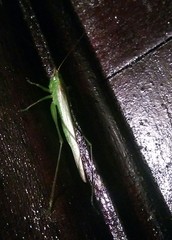 Conocephalus longipes