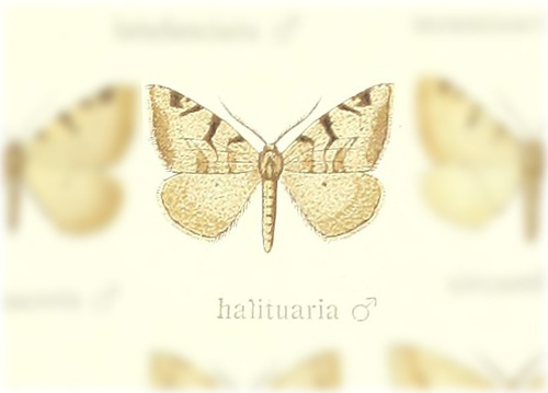Macaria halituaria · iNaturalist