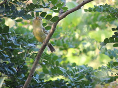 Vireo pallens
