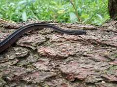 Xenodermus javanicus