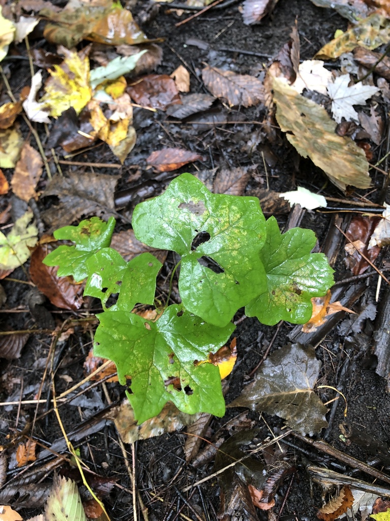 moonseed from Ford Heritage Park, Ypsilanti, MI, US on October 14, 2023 ...