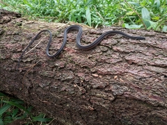 Xenodermus javanicus