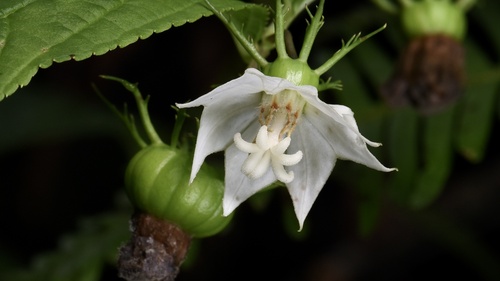 Cyclocodon lancifolius iNat (1)