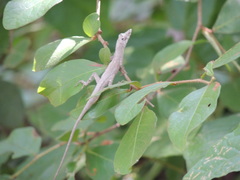 Anolis ustus