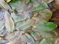Potamogeton polygonifolius