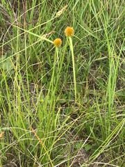 Cyperus erectus