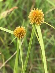 Cyperus erectus