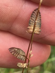 Eragrostis capensis