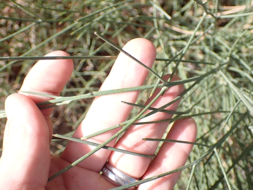 Image of Genista etnensis by (c) Lisa Bennett, some rights reserved (CC BY)