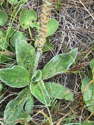 dwarf plantain (Plantago pusilla)