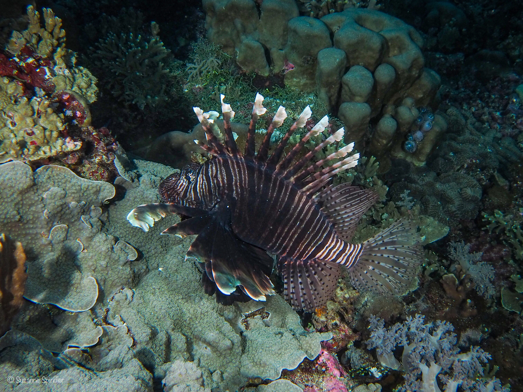 Common Lionfish From Nildesperandum On October 6 2023 At 04 50 PM By   Large 