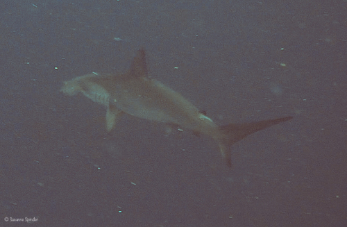 Scalloped Hammerhead Shark