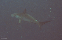Scalloped Hammerhead Shark