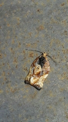 Argyrotaenia sphaleropa