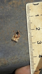 Argyrotaenia sphaleropa