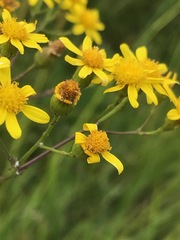 Senecio laevigatus