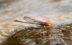 Pseudagrion pilidorsum declaratum