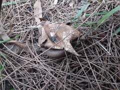Myriostoma australianum