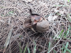 Myriostoma australianum