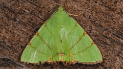 Eulepidotis viridissima