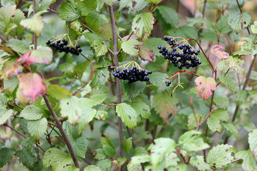 Viburnum recognitum