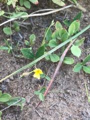 Rhynchosia totta totta