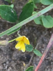 Rhynchosia totta totta