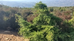Tecate Cypress (Hesperocyparis forbesii)