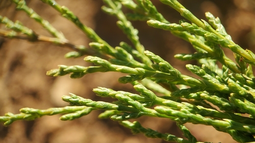 Image of Hesperocyparis forbesii by no rights reserved