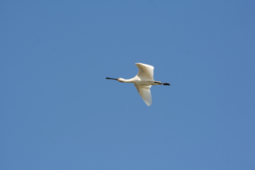 Platalea leucorodia