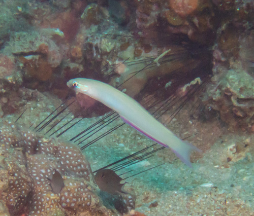 Monofin Dartfish (Ptereleotris monoptera)