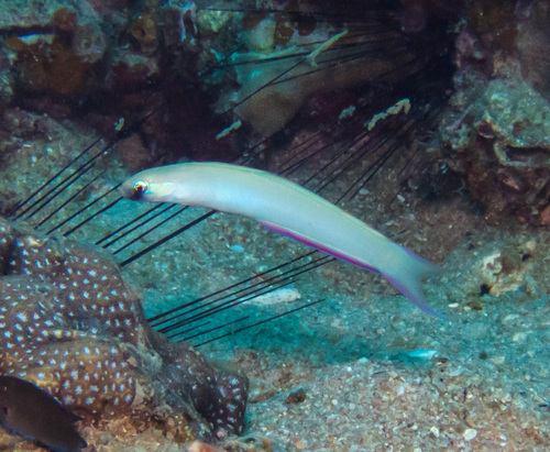 Monofin Dartfish (Ptereleotris monoptera)