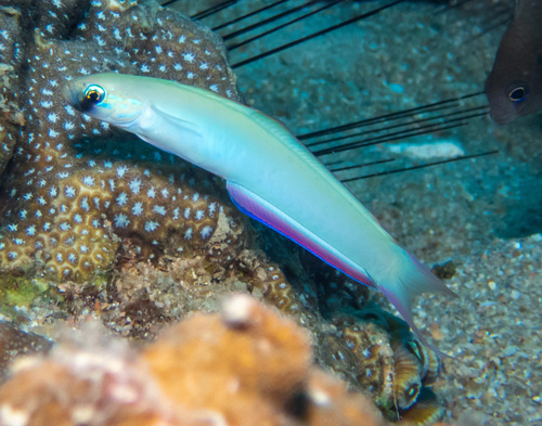 Monofin Dartfish (Ptereleotris monoptera)