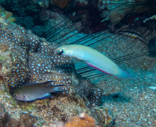 Monofin Dartfish (Ptereleotris monoptera)