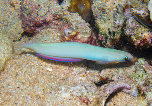 Lyretail dartfish (Ptereleotris monoptera) — Microdesmidae