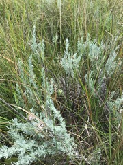 Helichrysum aureonitens