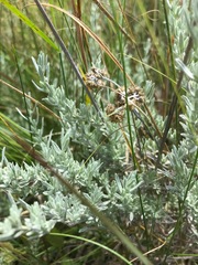 Helichrysum aureonitens