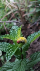 Arctiinae