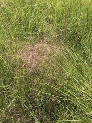 Agrostis montevidensis