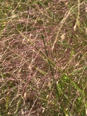 Agrostis montevidensis