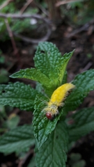 Arctiinae