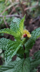 Arctiinae
