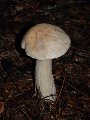 Leccinum percandidum