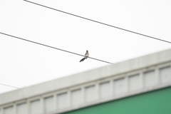 Dendrocitta formosae formosae