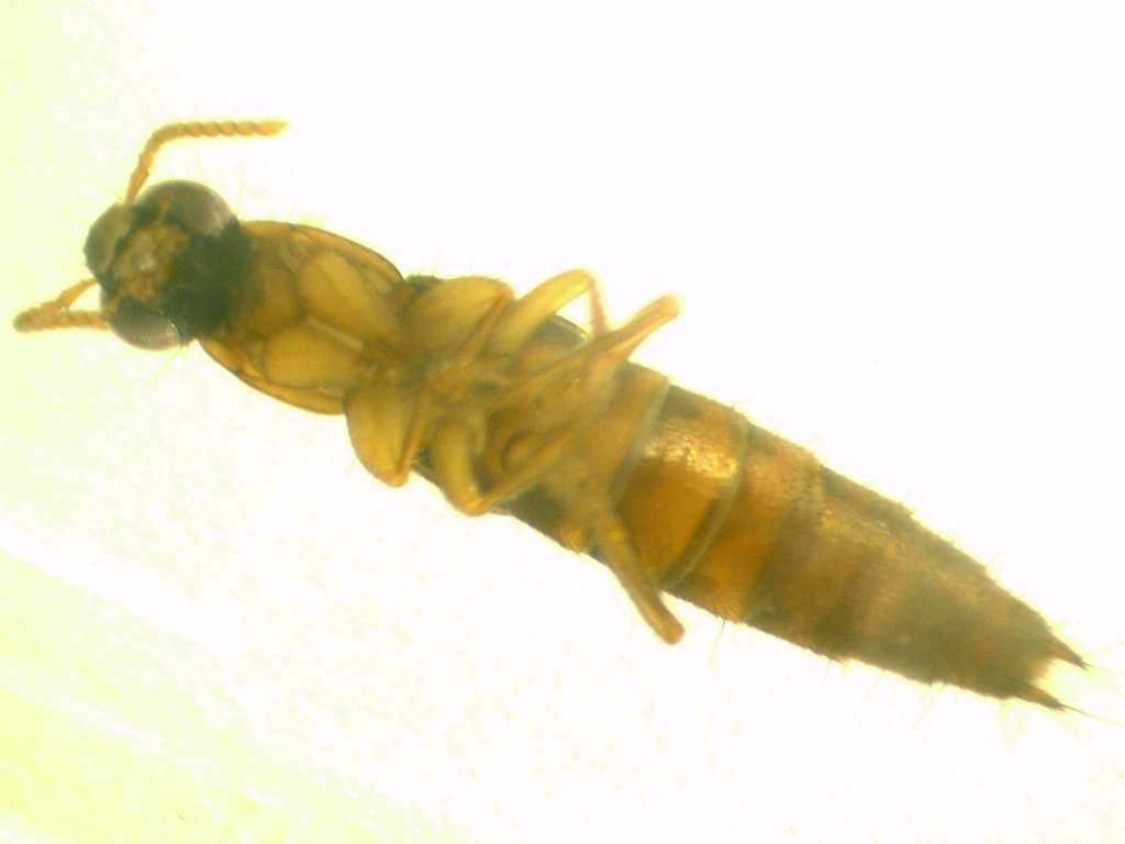 Squeda Insect Quedius from 605台灣嘉義縣阿里山鄉 on March 21, 2011 at 12:00 PM by 胡正恆(Jackson ...