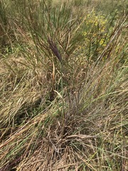 Andropogon appendiculatus