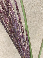 Andropogon appendiculatus