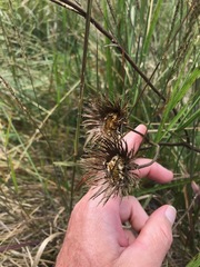 Berkheya seminivea