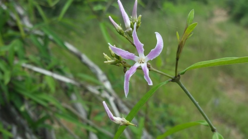 Pentopetia grevei image