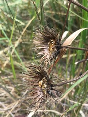 Berkheya seminivea